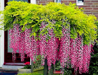 WISTERIA 'ROSEA' Najkrajšia vínna réva na svete!